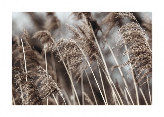  – Fotografi av torkat, beige gräs på ett fält