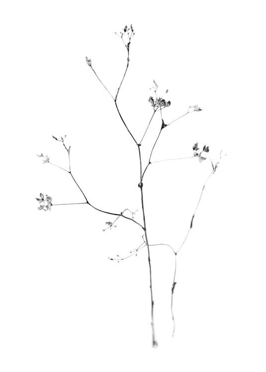  – Svartvitt fotografi av små blommor på en tunn stjälk, på en vit bakgrund
