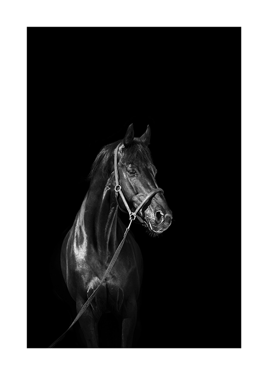  – Svartvitt fotografi av en svart häst i grimma, mot en svart bakgrund