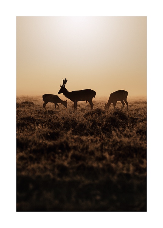  – Fotografi av hjortar i solnedgången, på ett fält med brunt gräs