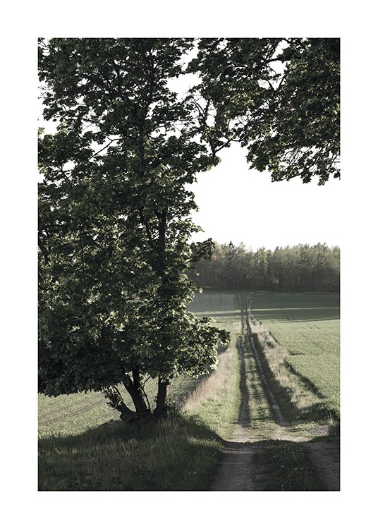  – Fotografi av en liten landsväg och fält med ett stort träd framför
