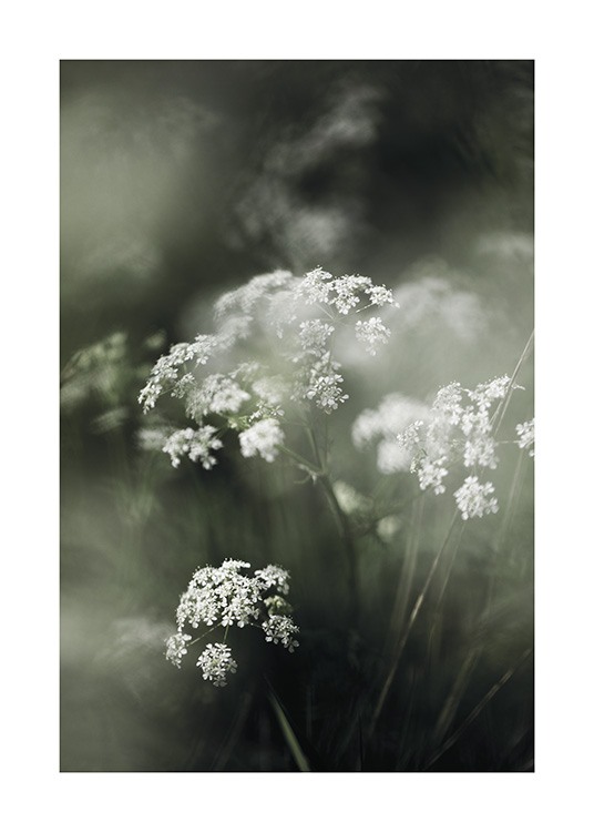  – Fotografi med närbild av vita blommor omgivna av grönt gräs