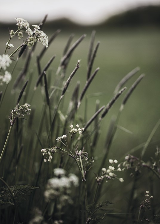  – Fotografi av små, vita blommor och grönt gräs med en suddig bakgrund