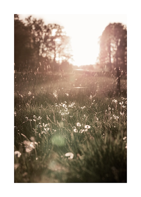  – Fotografi av vita blommor på en äng i solnedgången