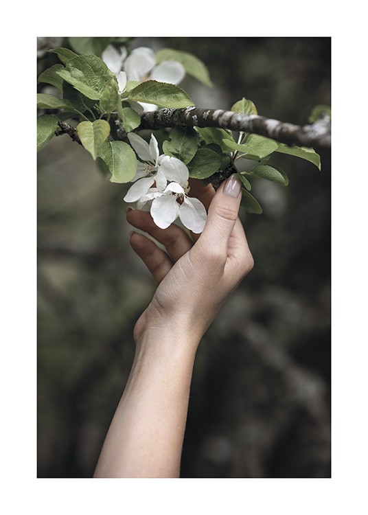  – Fotografi av en gren med vita blommor och gröna blad och en hand som rör vid dem