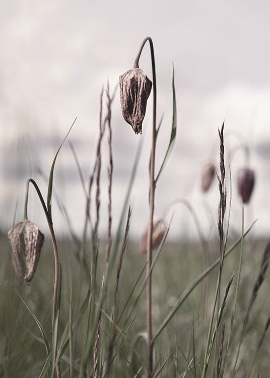  – Fotografi med närbild av torkade blommor och gräs på ett fält