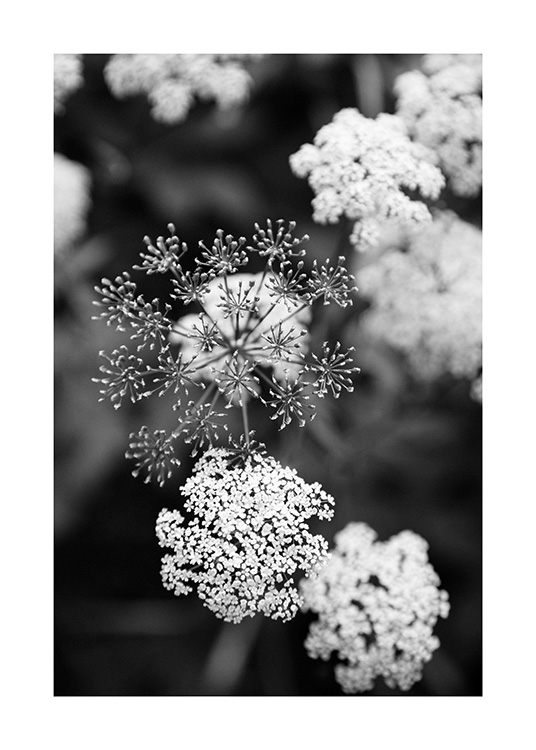  – Svartvitt fotografi av små, vita blommor med en suddig bakgrund