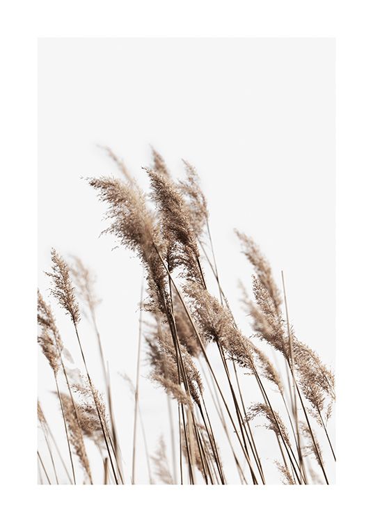  – Fotografi av beige vass som svajar i vinden