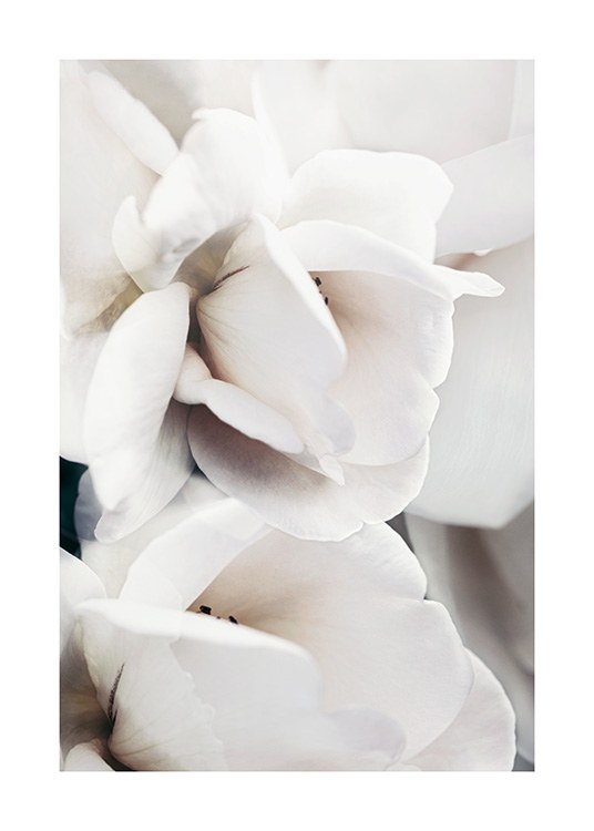  – Fotografi med närbild av kronbladen på en ros, i vitt