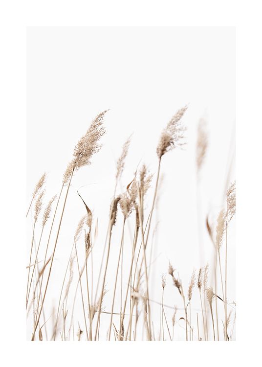 Sunny Reeds No1 Poster