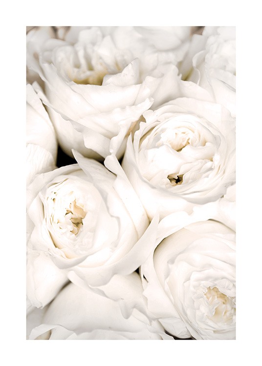 – Foto med närbild av vita rosor i bunt