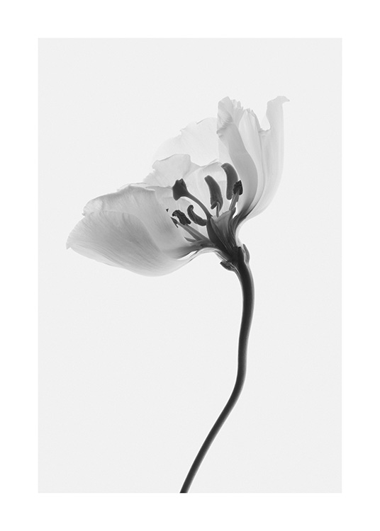  – Svartvitt fotografi av en blomma sedd från sidan, på en ljusgrå bakgrund