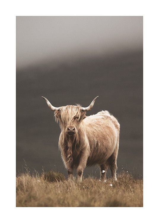  – Fotografi av en Highland-ko med beige päls som står på en äng