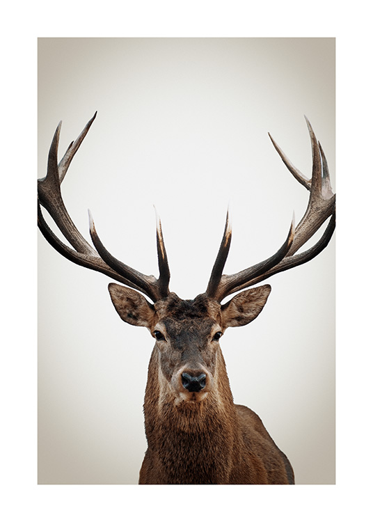 – Fotografi av en hjort sedd framifrån med stora horn, på en beige bakgrund