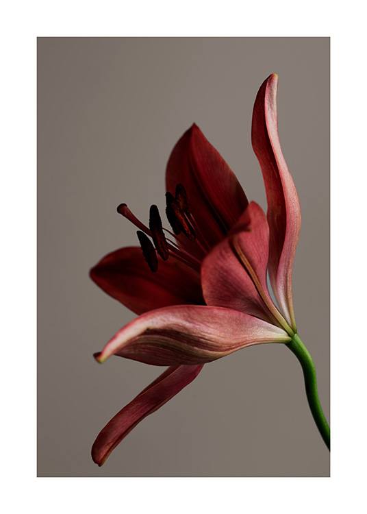 – Fotografi med närbild av en blomma i rött, på en brun bakgrund