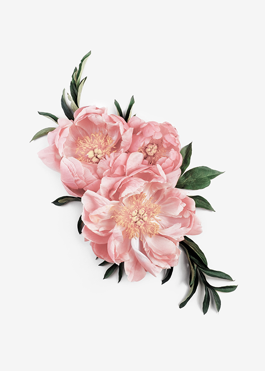 Pink Peonies Poster