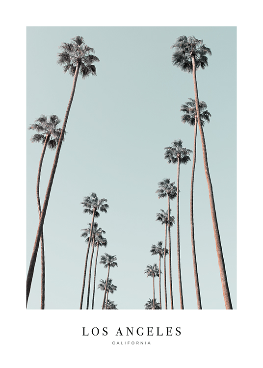  – Svartvitt fotografi av höga palmer med en blå himmel i bakgrunden och text nedtill