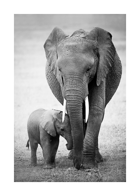  – Svartvitt fotografi av en elefant och elefantunge som går i öknen
