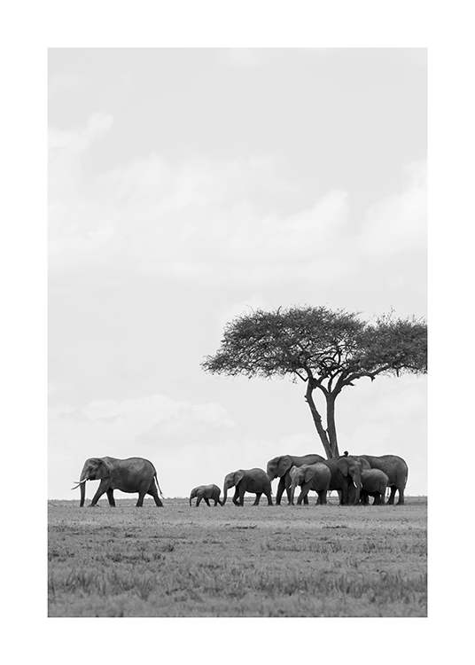  – Svartvitt fotografi av en hjord elefanter under ett träd i öknen