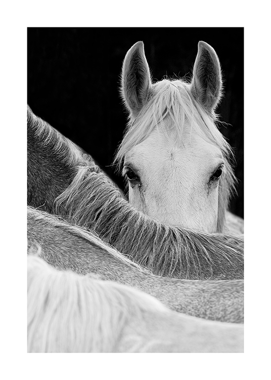 – Svartvitt fotografi av en häst som tittar över en annan hästs rygg