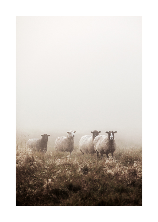  – Fotografi av får som står tillsammans på ett gräsfält täckt av dimma