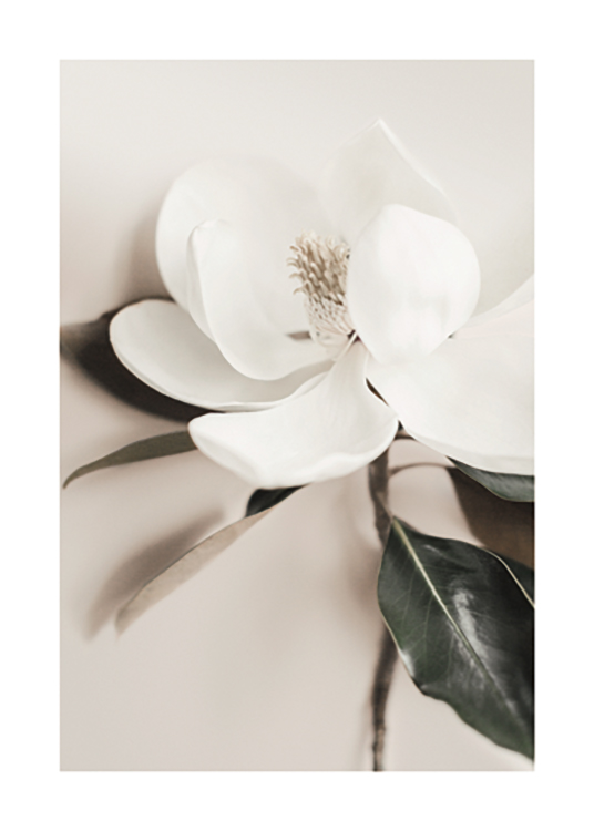  – Fotografi med närbild av en blomma med vita kronblad och gröna blad, på en beige bakgrund