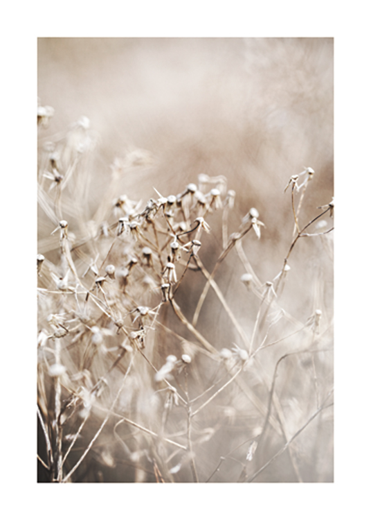  – Fotografi med närbild av torkade blommor i beige med en suddig bakgrund