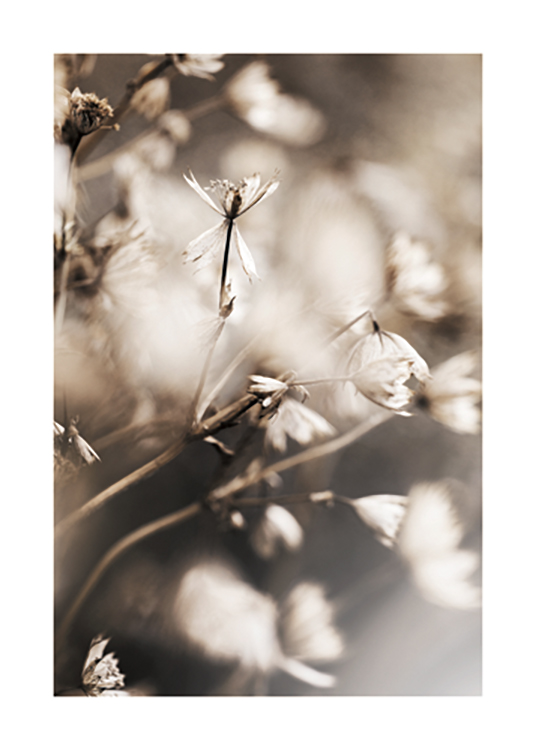  – Fotografi med närbild av små blommor i ljusbeige med en suddig bakgrund