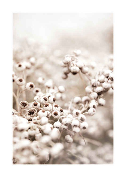  – Fotografi av vita blomknoppar med en brun kärna