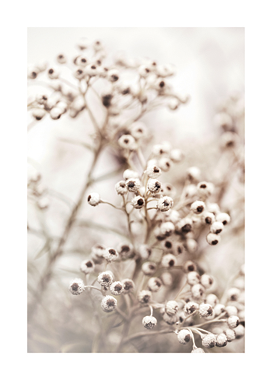  – Fotografi av en bunt små blommor i vitt med en brun kärna, mot en ljus bakgrund