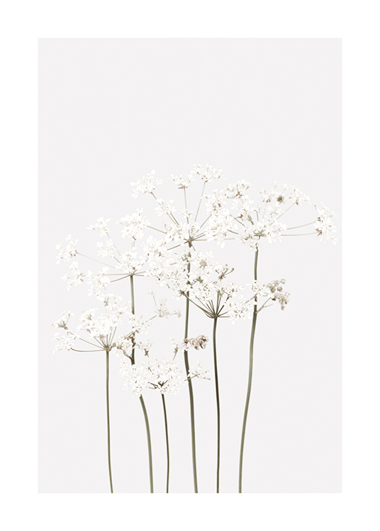  – Spretiga blommor i vitt med gröna stjälkar, på en ljusgrå bakgrund