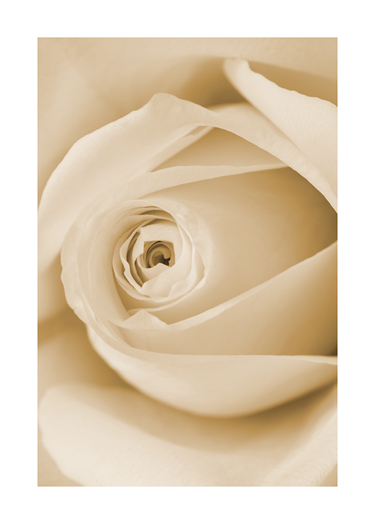  – Fotografi med närbild av de innersta kronbladen på en gul ros