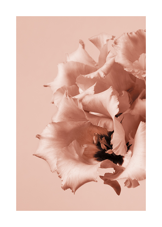  – Fotografi av rosa blommor med en mörk mitt och skrynkliga kronblad, mot en rosa bakgrund