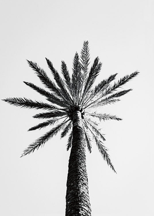  – Svartvitt fotografi av en stor palm sedd underifrån