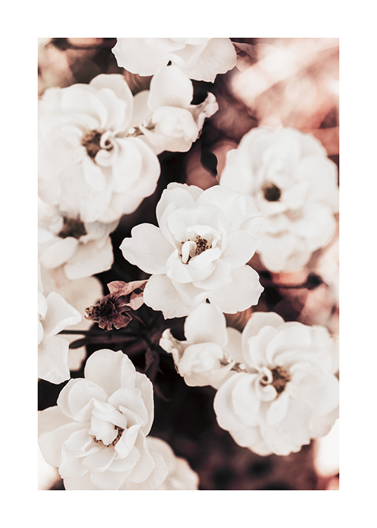  – Fotografi av floribundarosor i vitt, mot en suddig bakgrund