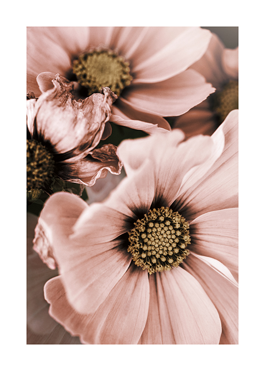  – Fotografi med närbild av rosa blommor med en beige mitt
