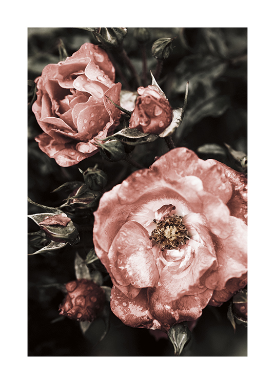  – Fotografi av stora blommor i rosa med vita fläckar och vattendroppar, mot en mörkgrön bakgrund