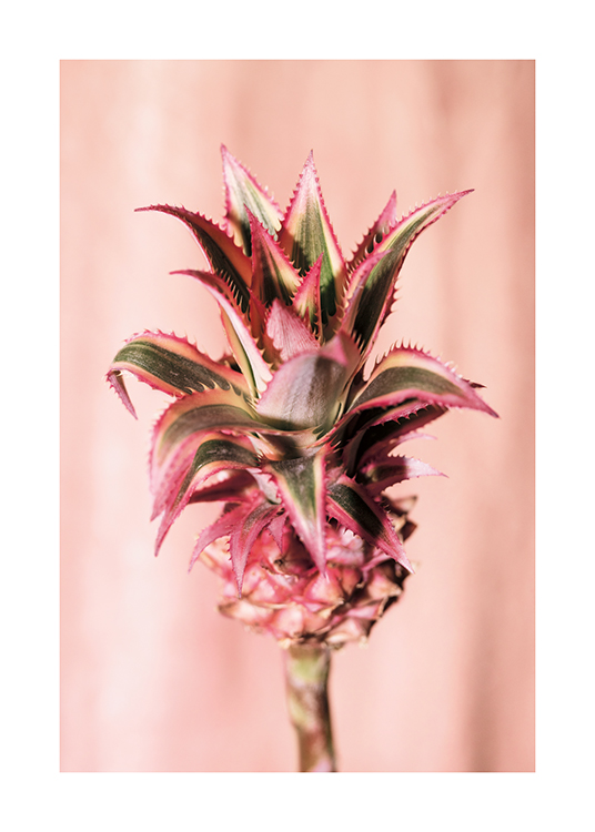  – Ett fotografi av en ananasblomma med en blekrosa bakgrund