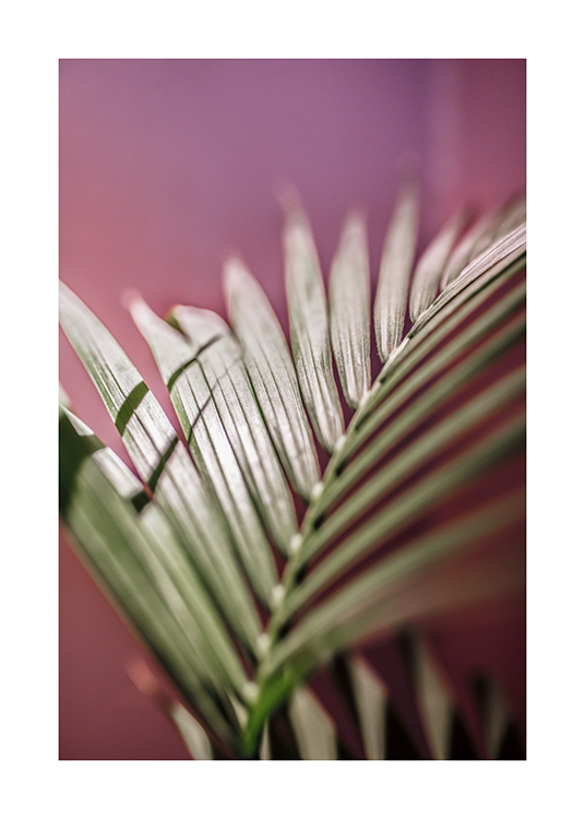  – Ett fotografi av ett palmblad med en rosa bakgrund
