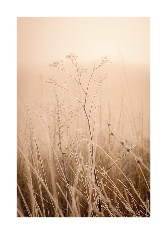  – Fotografi av ett dimmigt gräsfält med torra blommor
