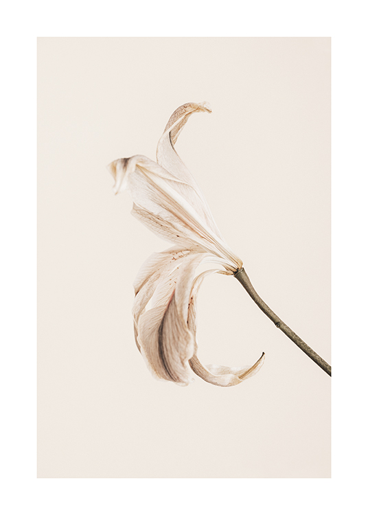  – Fotografi av en lilja med ljusa kronblad mot en ljusbeige bakgrund