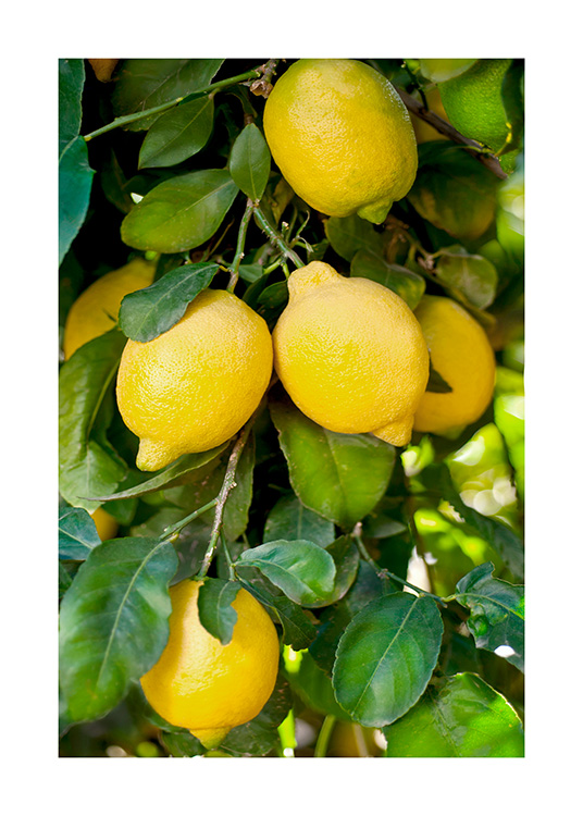  – Fotografi av ett gäng gula citroner och gröna blad
