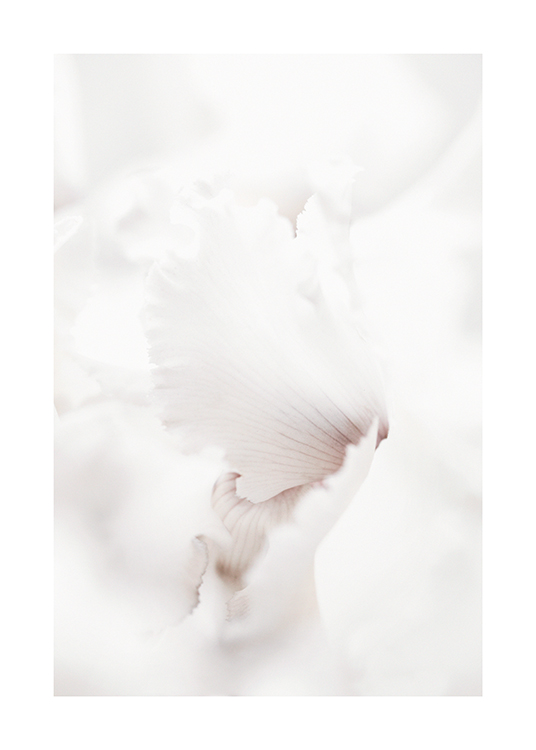  – Fotografi med närbild av en blommas vita kronblad med mörka ränder i mitten