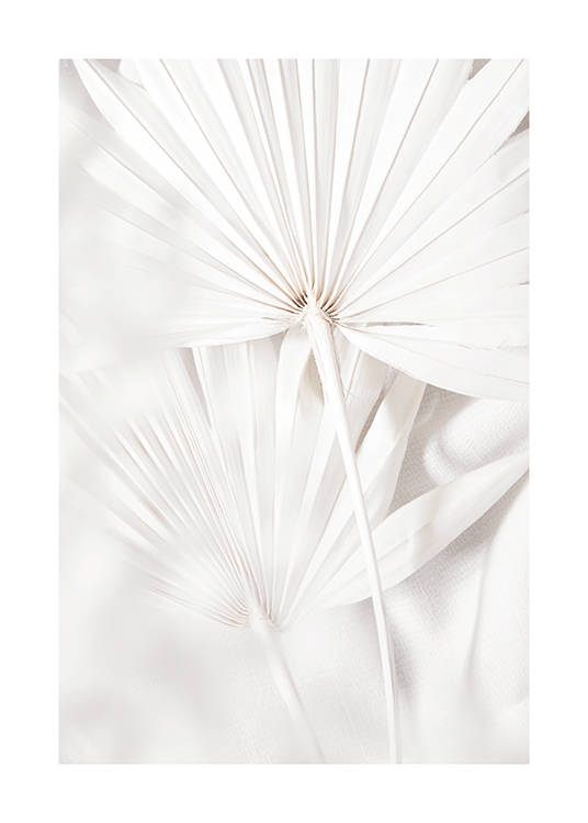  – Fotografi av palmblad i vitt med veck i bladen