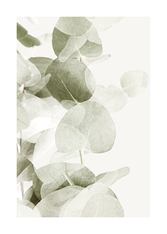  – Fotografi av eukalyptusblad i grågrönt med genomskinliga skuggor på en ljus bakgrund