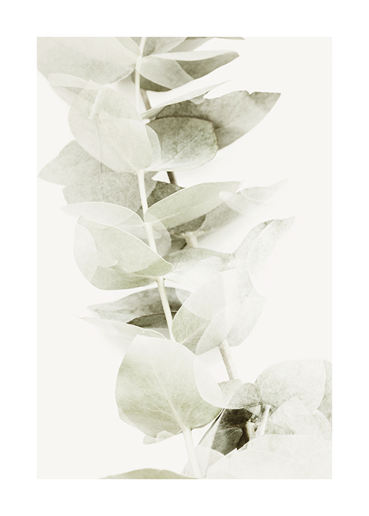  – Fotografi av en kvist med ljusa, grågröna eukalyptusblad på ljus bakgrund