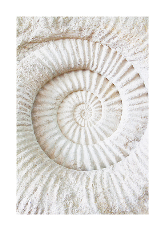  – Fotografi av en ammonitfossil i vitt med en räfflad struktur