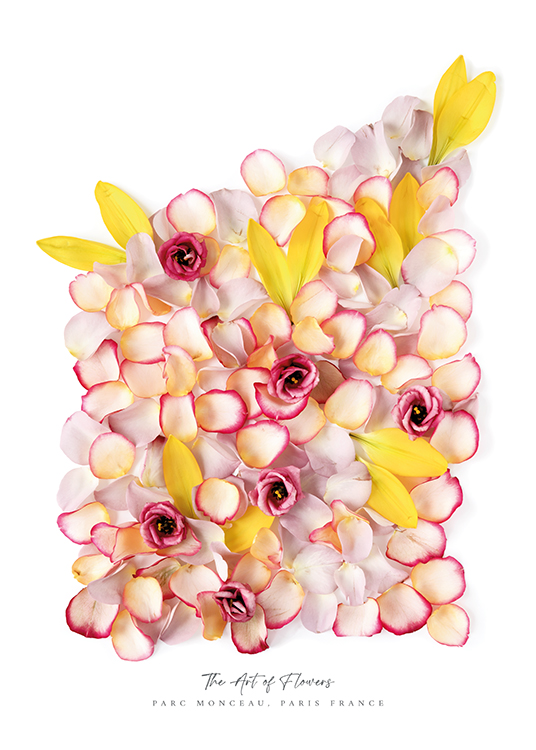  – Fotografi av rosa och gula blommor och kronblad mot en vit bakgrund