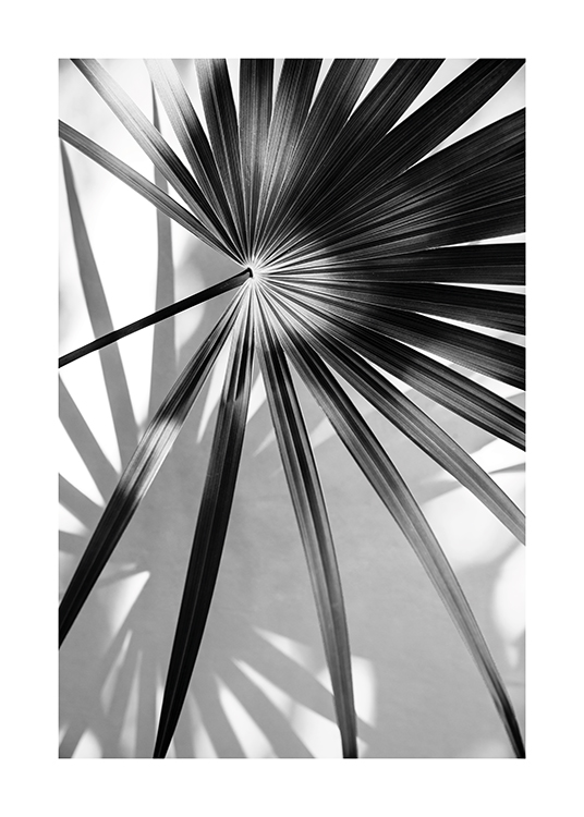  – Svartvitt fotografi av ett palmblad och dess skugga i bakgrunden