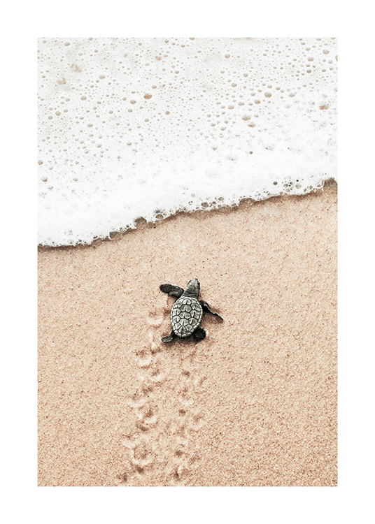  – Fotografi av en liten babysköldpadda som går mot havet på en strand